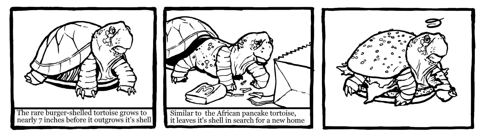 Pancake Tortoise
